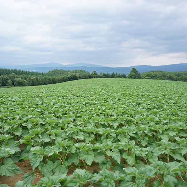 名寄のひまわり 名前の無いひまわり畑 頂上