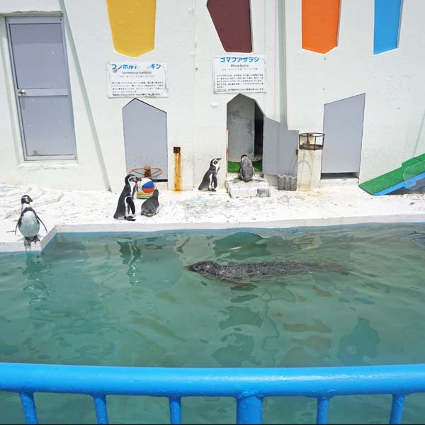 ノシャップ岬 ノシャップ寒流水族館 ペンギン