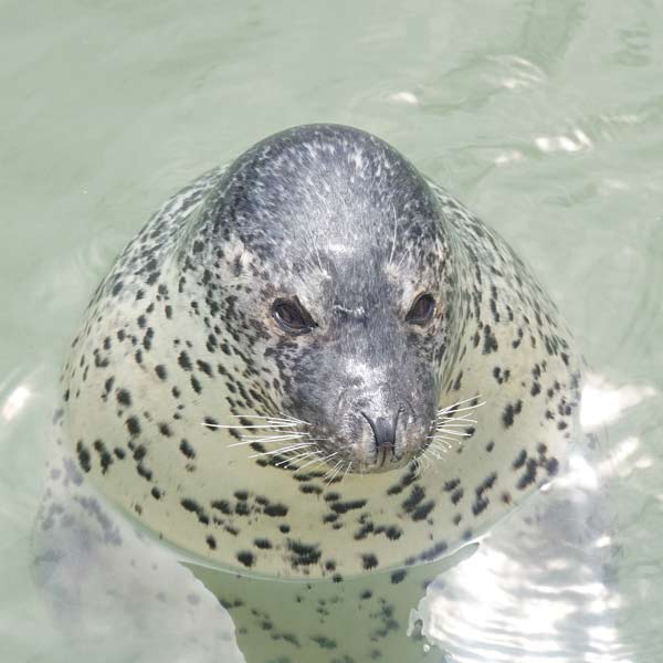 ノシャップ岬 ノシャップ寒流水族館 アザラシ