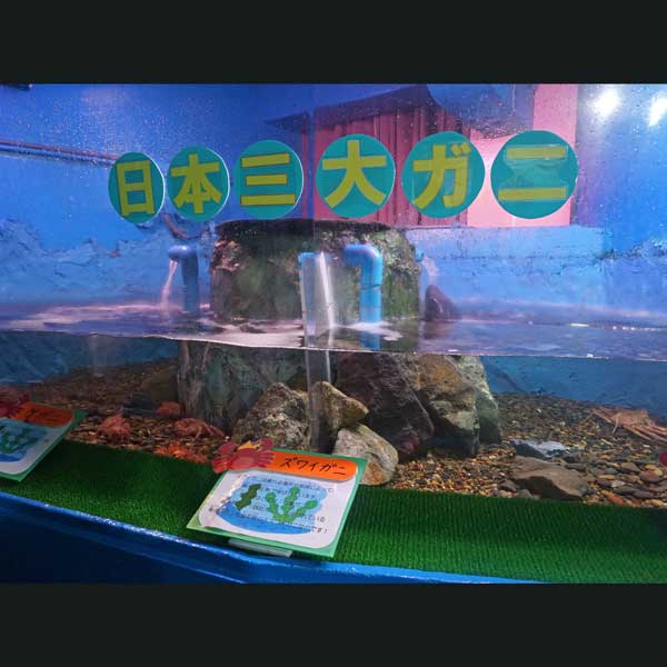 ノシャップ岬 ノシャップ寒流水族館 カニ