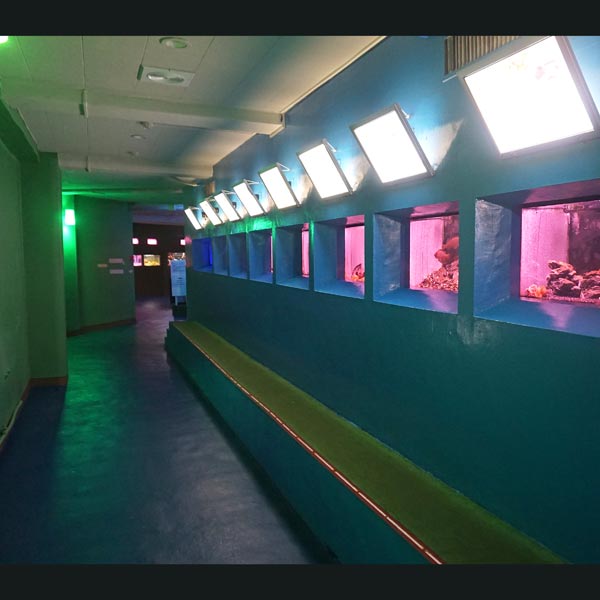 ノシャップ岬 ノシャップ寒流水族館 ルート