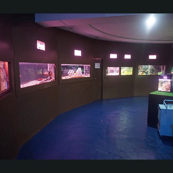 ノシャップ岬 ノシャップ寒流水族館 観賞魚