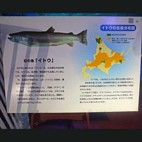 看板 幻の魚イトウについて