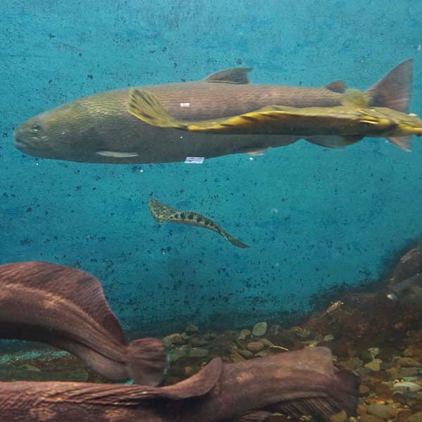ノシャップ岬 ノシャップ寒流水族館 イトウ