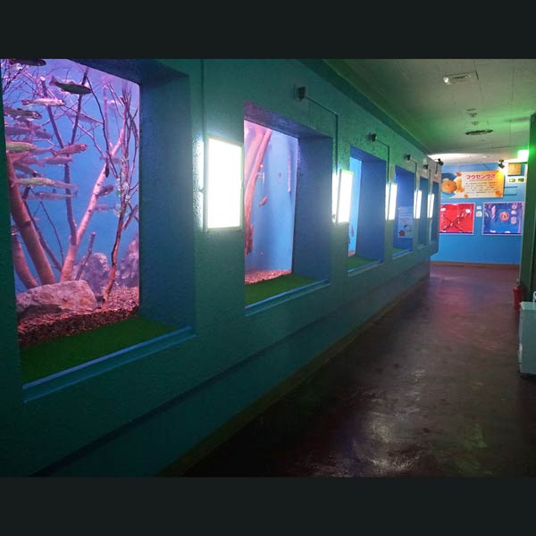 ノシャップ岬 ノシャップ寒流水族館 ルート