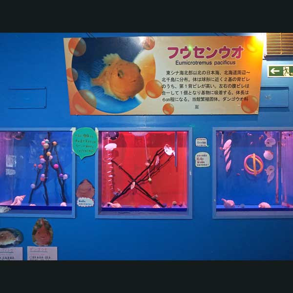 ノシャップ岬 ノシャップ寒流水族館 フウセンウオ