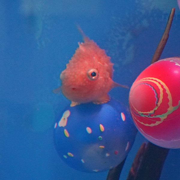 ノシャップ岬 ノシャップ寒流水族館 フウセンウオ