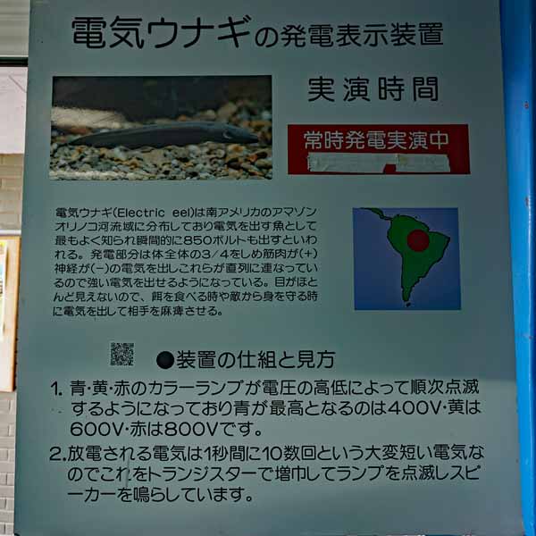 看板 電気ウナギについて