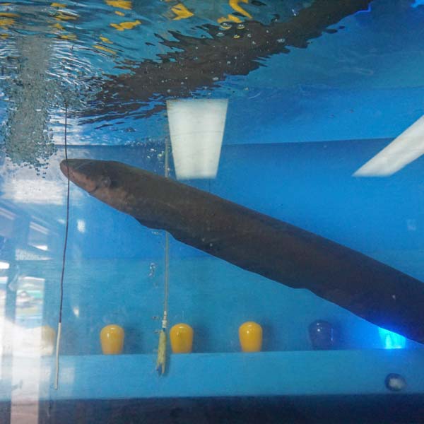 ノシャップ岬 ノシャップ寒流水族館 電気ウナギ