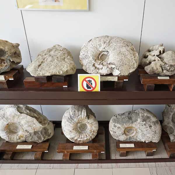 ノシャップ岬 稚内青少年科学館 アンモナイト