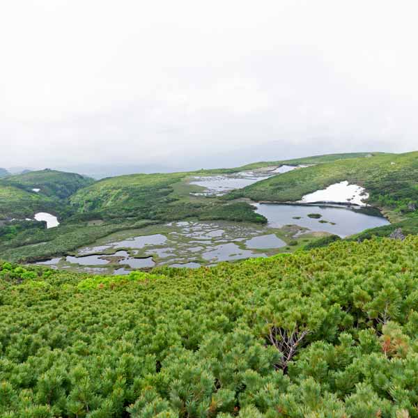 沼の平