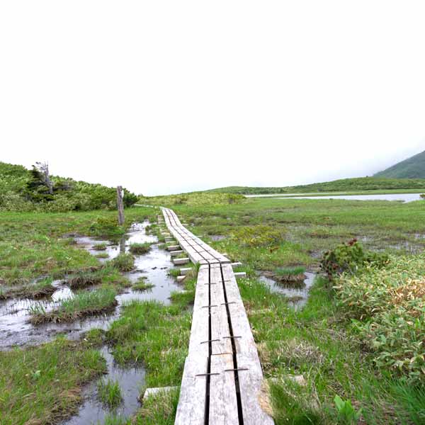 沼の平 湿原