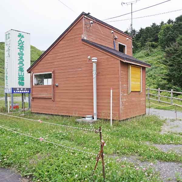 礼文島 レブンアツモリソウ群生地