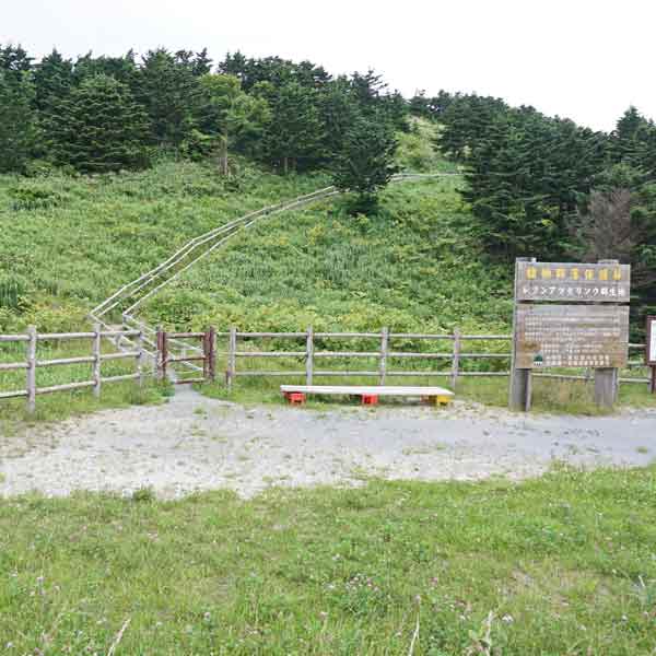 礼文島 レブンアツモリソウ群生地 斜面側遊歩道