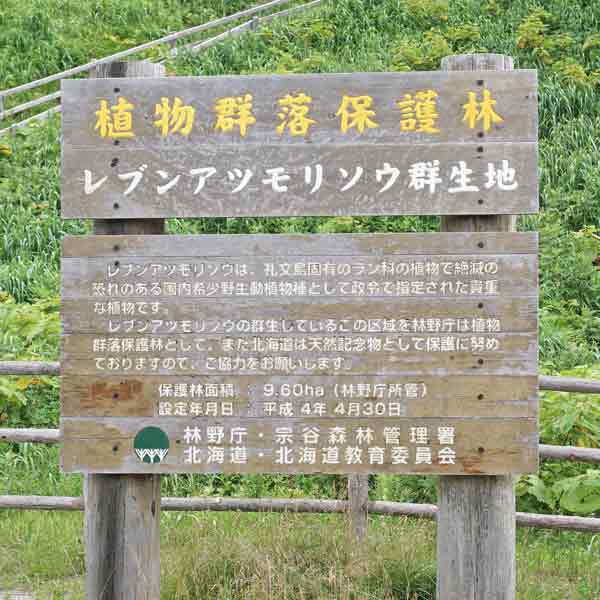 看板 レブンアツモリソウ群生地について