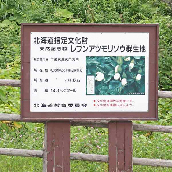看板 レブンアツモリソウ群生地について