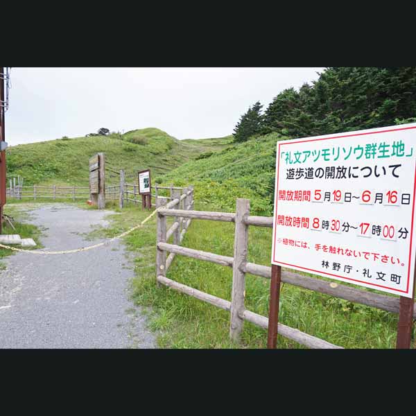 礼文島 レブンアツモリソウ群生地 遊歩道