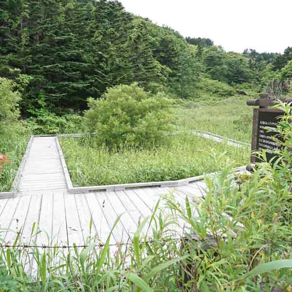 礼文島 レブンアツモリソウ群生地 木道