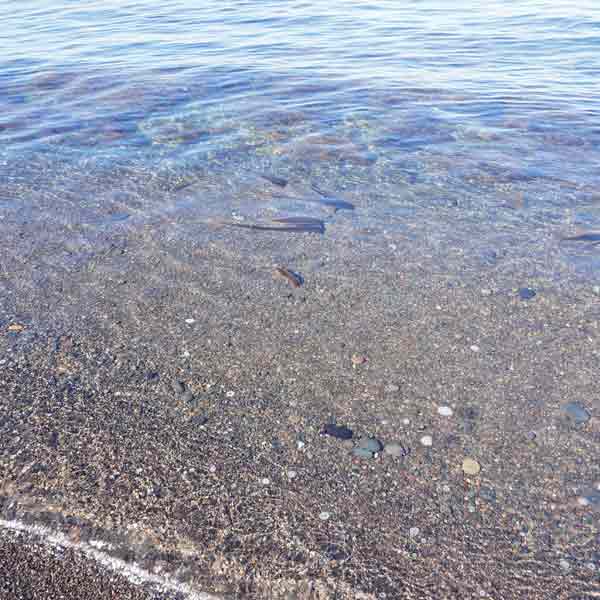礼文島 地蔵岩・メノウ浜 海