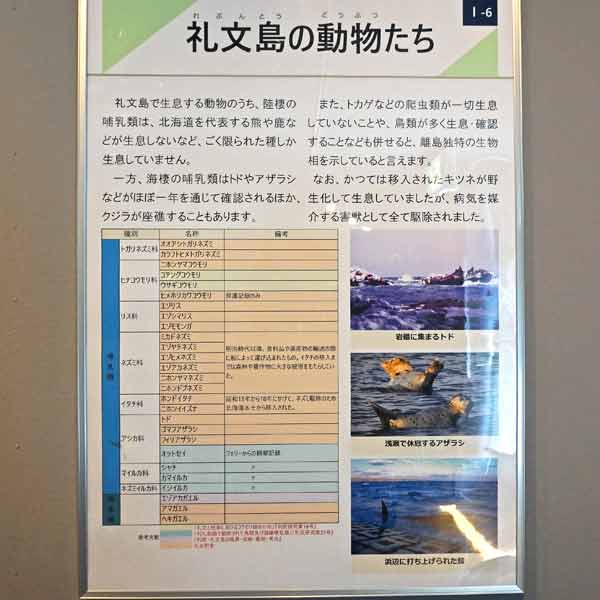 礼文島の動物たちについて