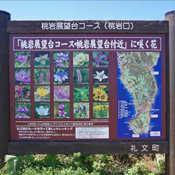 看板 「桃岩展望台コース・桃岩展望台付近」に咲く花