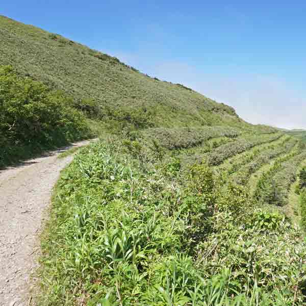 礼文島 礼文林道コース ルート