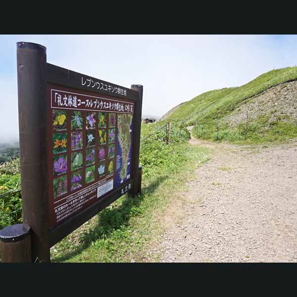 礼文島 礼文林道コース 分岐