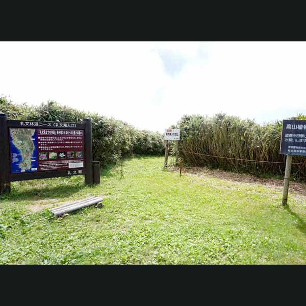 礼文島 礼文林道コース 分岐