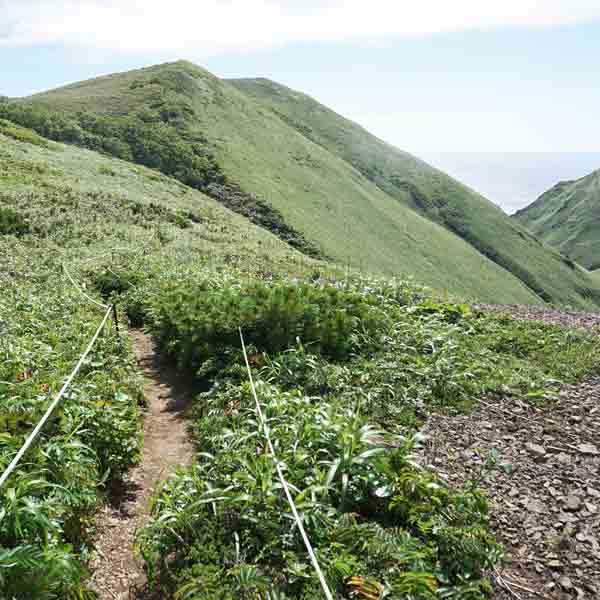礼文島 礼文滝コース ルート