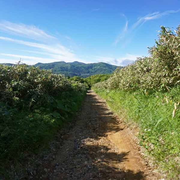 礼文島 礼文林道コース ルート
