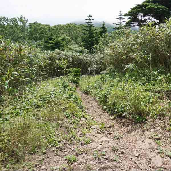 礼文島 礼文岳コース ルート