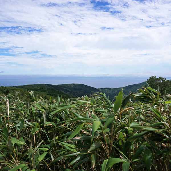 礼文島 礼文岳コース 見晴し