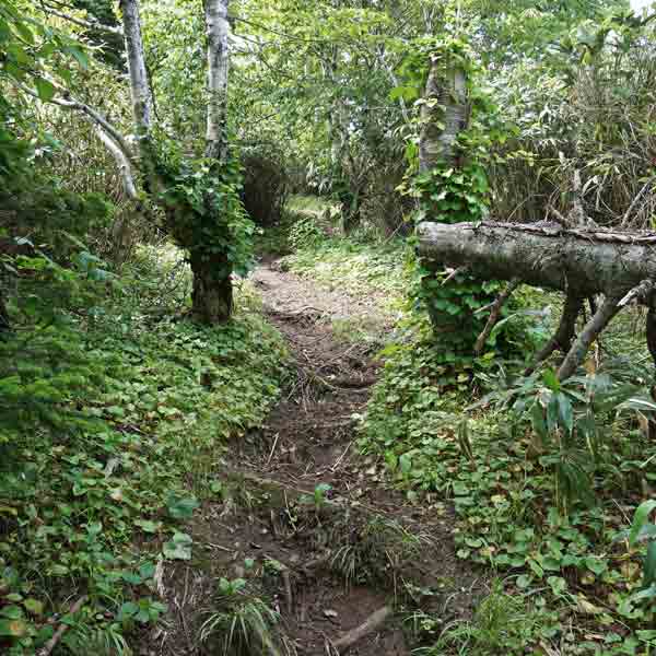 礼文島 礼文岳コース ルート
