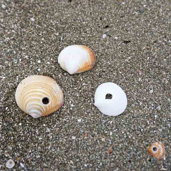 礼文島 岬めぐりコース 穴あき貝
