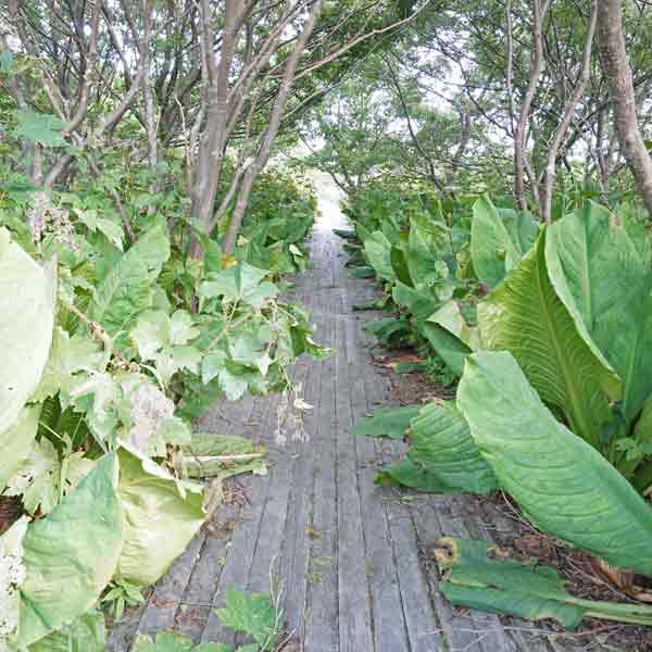 礼文島 久種湖畔コース ルート