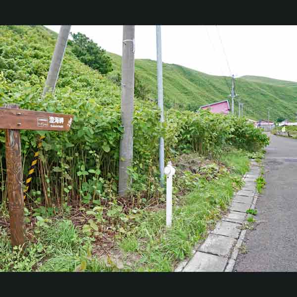 礼文島 岬めぐりコース ルート