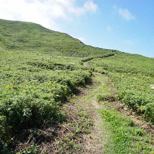 礼文島 岬めぐりコース ルート