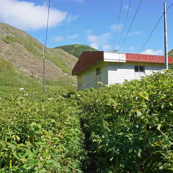 礼文島 8時間コース ルート