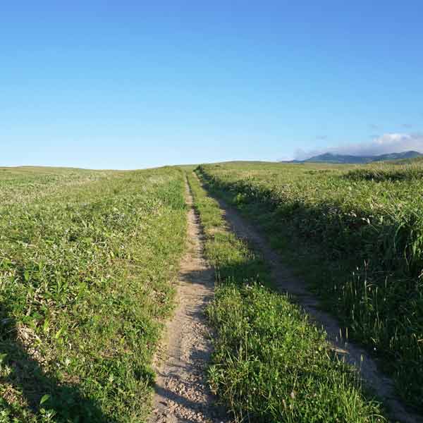 礼文島 8時間コース ルート