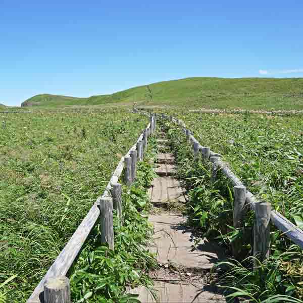 礼文島 桃岩展望台コース キンバイの谷