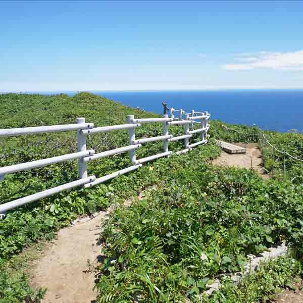 礼文島 桃岩展望台コース ルート