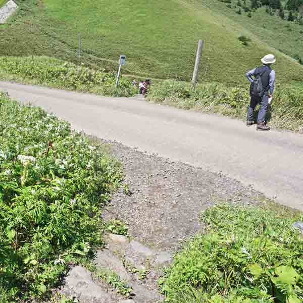 礼文島 桃岩展望台コース ルート