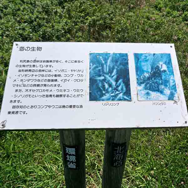 看板 海の生物について