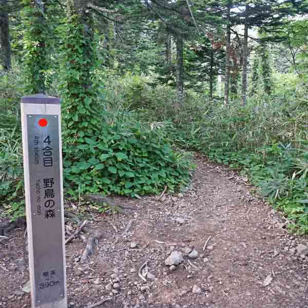 利尻島 利尻山 4合目