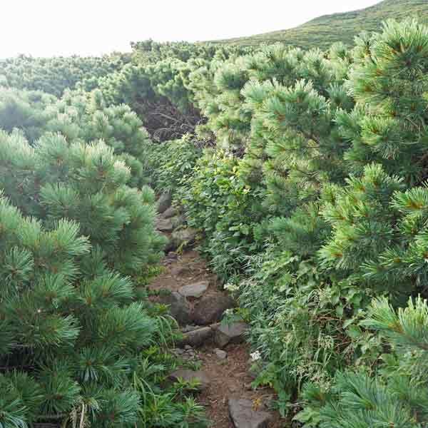 利尻島 利尻山 ルート