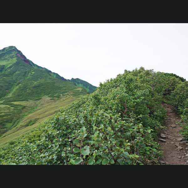 利尻島 利尻山 8合目