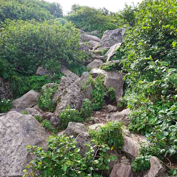 利尻島 利尻山 ルート