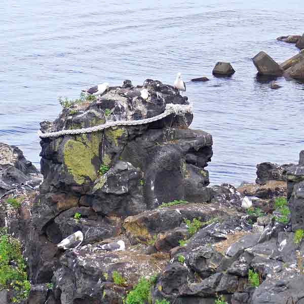 利尻島 人面岩