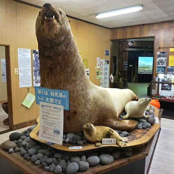 利尻島 郷土資料館 トド