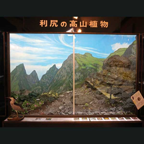 利尻島 郷土資料館 利尻の高山植物